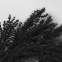 Halloween Grass Wreath Black - Threshold™ -Halloween Decoration Store GUEST 135f1d1a 30c8 47a4 b104 5579e433304c