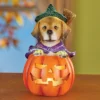 Collections Etc LED Lighted Jack-O'-Lantern Witch Dog Halloween Decoration 3.75 X 3.75 X 6.25 -Halloween Decoration Store GUEST a108344e 8ec4 4bdd 9b4b ee487b8e0bf0
